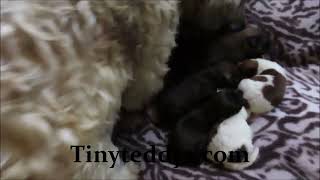 Puppies in the nursery with mom - tinyteddys.com Shih-Tzu bichon, Zuchon, Shichon, Teddy Bear puppy by Tiny Teddys - Teddy Bear Puppies 82 views 1 year ago 18 seconds