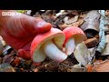 Family Farm | Harvesting wild mushroom, cook stir-fried mushrooms with chili, pig's feet soup