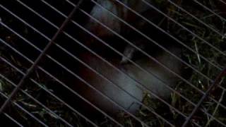 vidéo gestation dakota 2009