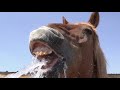 Cooling off the Horses _ Gladius the Show