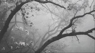 twilight