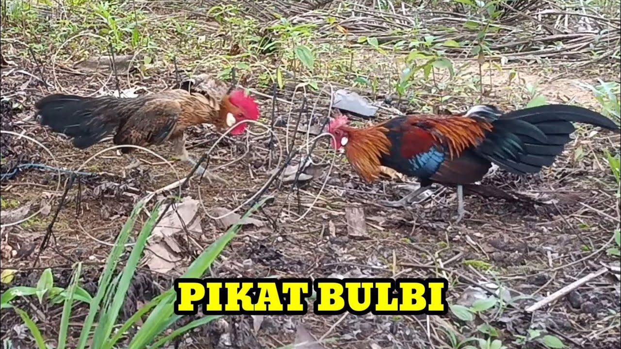 AYAM HUTAN HERAN MELIHAT PIKAT JANTAN BULU BETINA