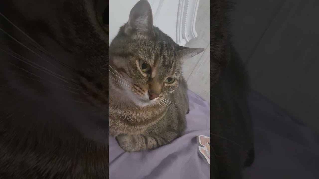 Cat Slowly Blinking And twitching Ears