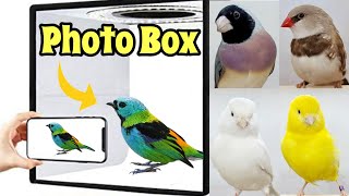 The BIRD PHOTO BOX