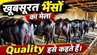 Quality ये होती है देख लो - हाथी जैसी बड़ी बड़ी शानदार मुर्राह भैंसें - Z Black Top Class Buffaloes 