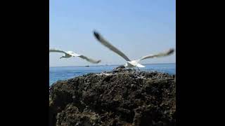 Ruşen Yılmaz - Hıçkırık...