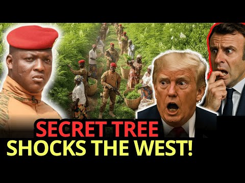 Traore’s Secret Tree Industry Shocks the Globe, Forcing Emergency Western Meetings | Traore