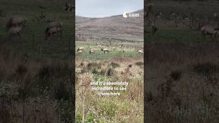 Tule Elk Freer Than Ever