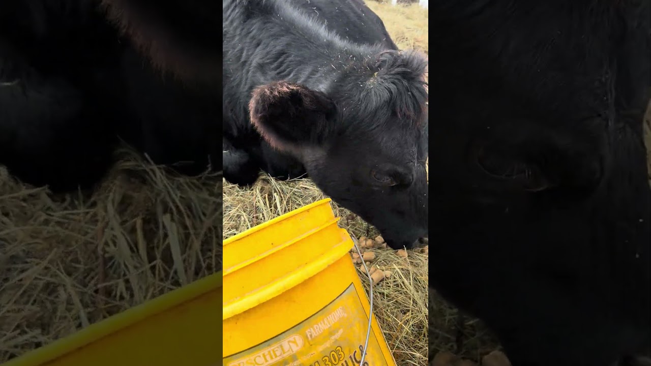 Телка породы Блэк Ангус и бычок спокойно отдыхали, пришлось вытащить его 