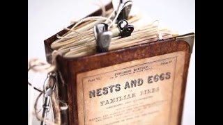 Bird Field Guide Junk Journal