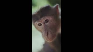 Vain Monkey Hates Banana In His Hair