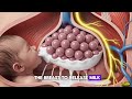 How Breastfeeding Works | A 3D Look at Milk Letdown