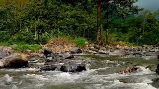 Morning river sounds | Beautiful babbling water stream sounds for Meditation and Relaxation