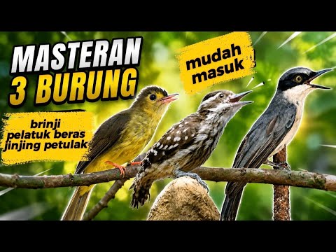 PUKULAN MEWAH NGRISTAL! TAMPIL DOMINAN DI GANTANGAN | pelatuk beras, jinjing petulak \u0026 brinji