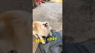 Cháu Là Muối Nhây Đây Cô Chú