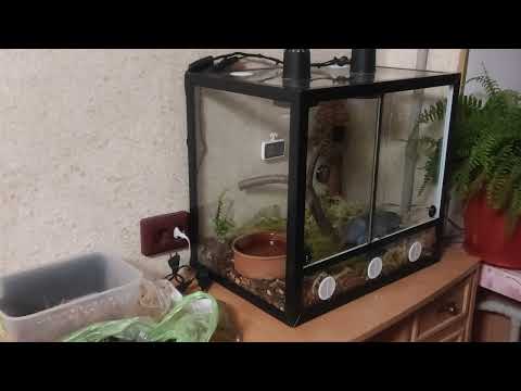 Подготовка террариума для Маисового полоза к зимовке