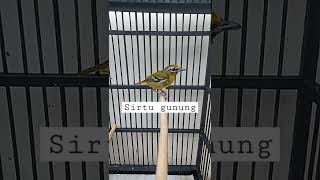 Download Lagu burung sirtu gunung / ciu kunyit MP3