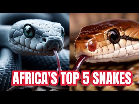 Top 5 African Snakes
