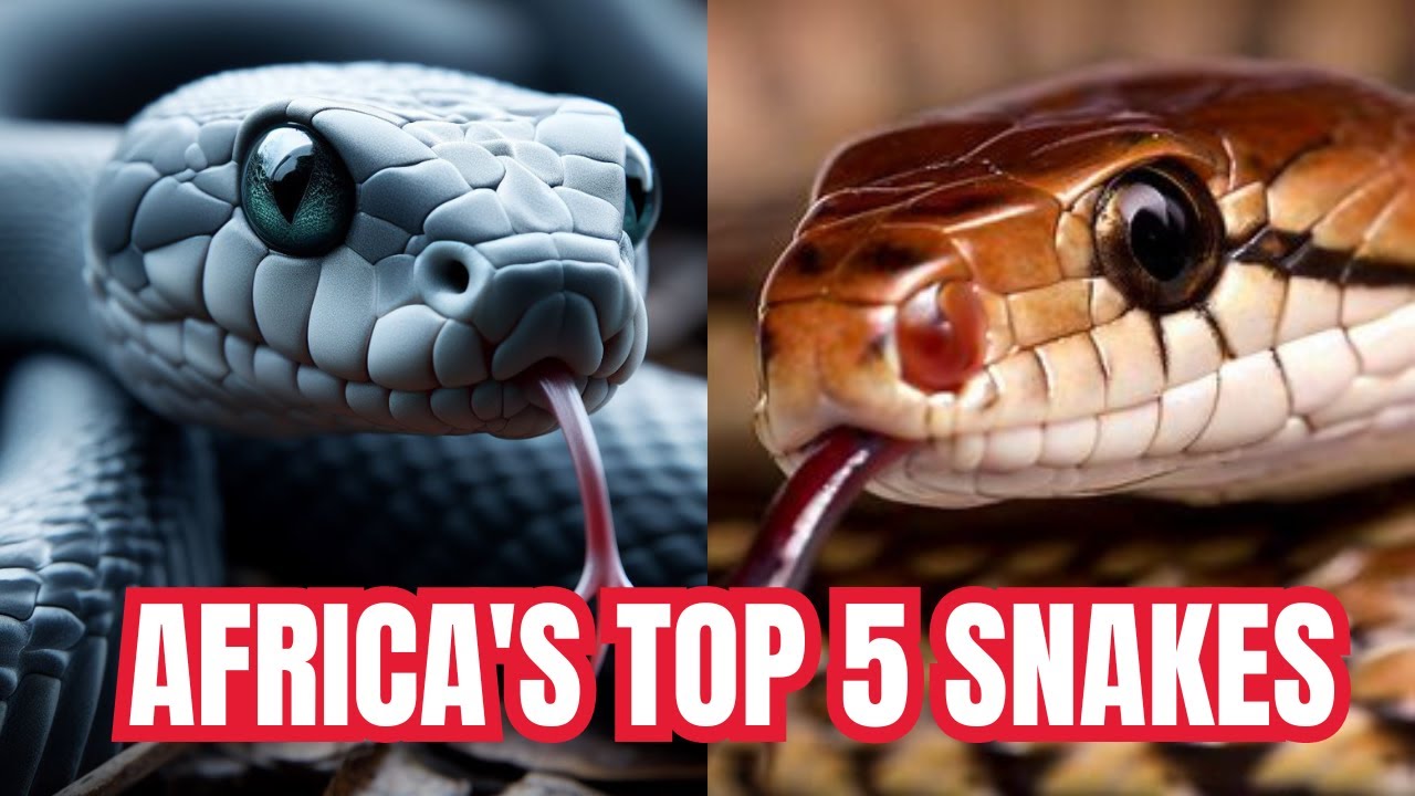 Top 5 African Snakes