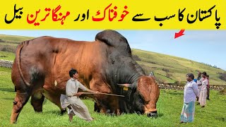 Stans Bail From His Sb Womans Head