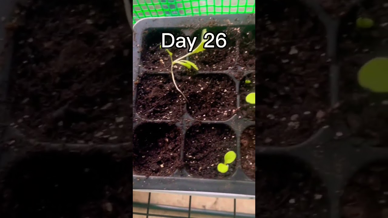Day 26 of growing spinach until Its 50 days old 