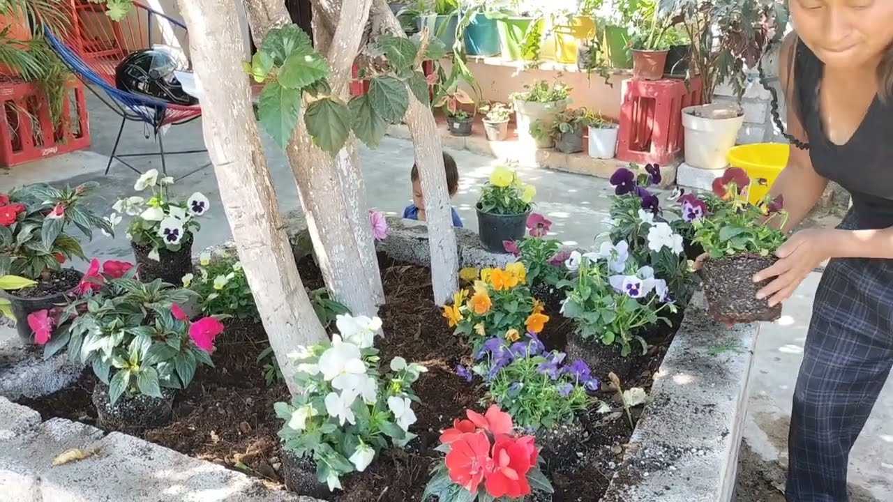 TRANSFORMACION DE MI PATIO,💯 transplante en esta bonita jardinera 🪻🏵️
