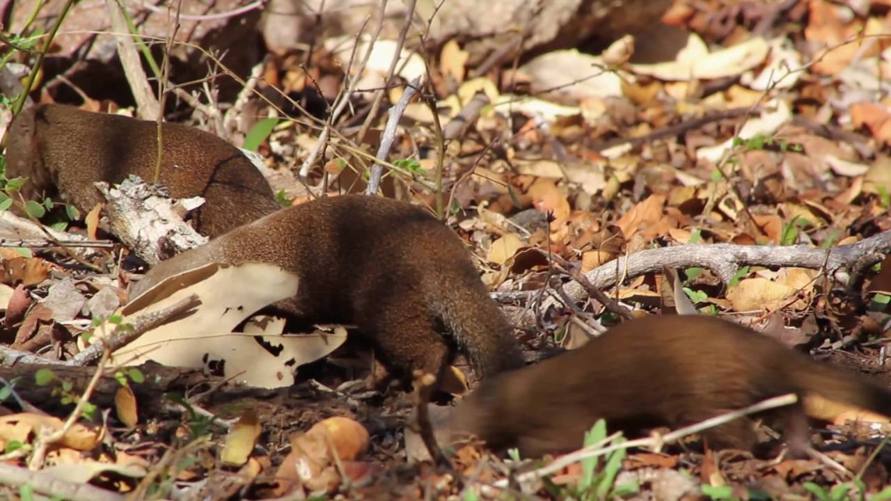 Mongoose Diaries