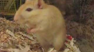 Frightened Gerbil Thumps Feet