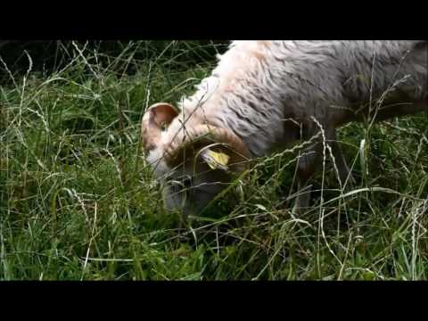 Video: Izoliuotai Škotijos Salai Reikalingas Avių Globėjas