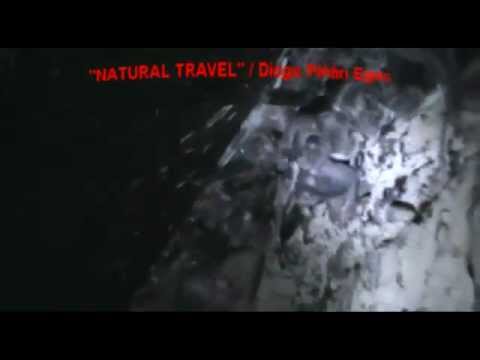 Murciélago Vampiro común (Desmodus rotundus) 12-Nov-2011.mp4