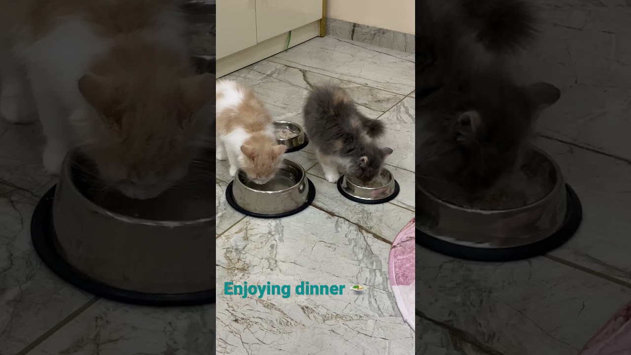 Kittens eating food | kittens meal time 