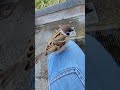 昼下がりのひとこま　膝乗りと水浴び #bird#Japanese sparrow