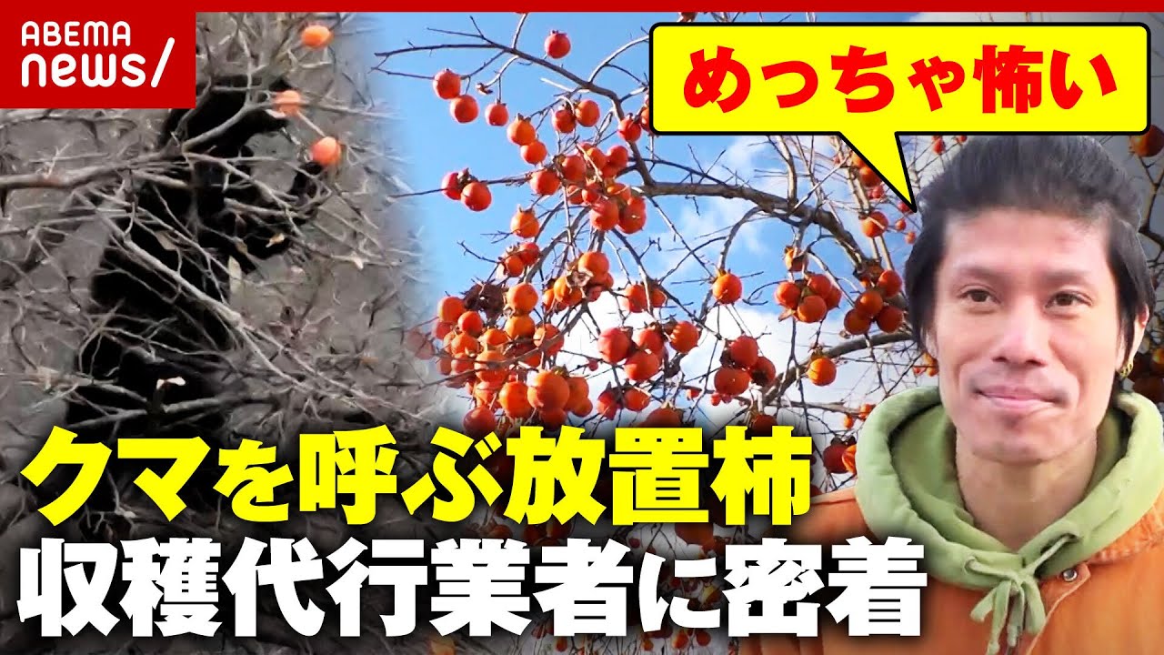 放置柿】高齢化で…クマに怯えながら無料で収穫する代行業者に密着 