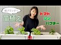 【初プランター】YU-Aがプランター苗植えに挑戦!トマト・シソ・パクチーを植えてみました