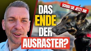 Wega zeigt es: So verändert sich ein reaktiver Hund wirklich