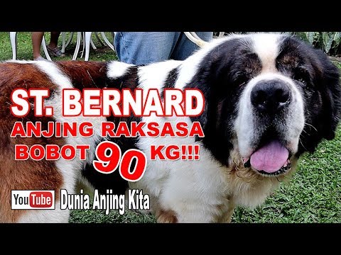 Video: Beberapa Fitur Anjing St. Bernard