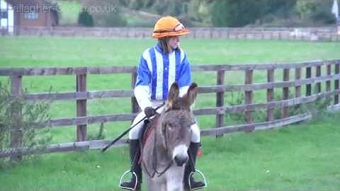 Gallagher Group - 40 years of fun