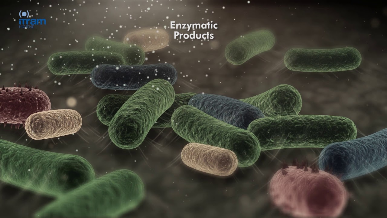 Biofilms How to eliminate them using enzymes YouTube