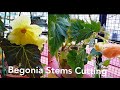 How to Grow Begonias From Cutting | How to Propagate Thick Stem Begonias | Begonia | Priya Gardenhub