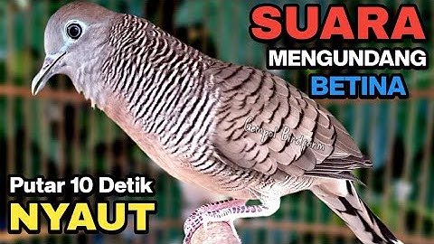 Perkutut Lokal Gacor RAJA PIKAT Ahlinya Bikin Semua Burung Perkutut Gacor Nyaut.