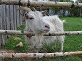 Story about how nanny goat went for mushrooms / Kā kaziņa sēņot gāja