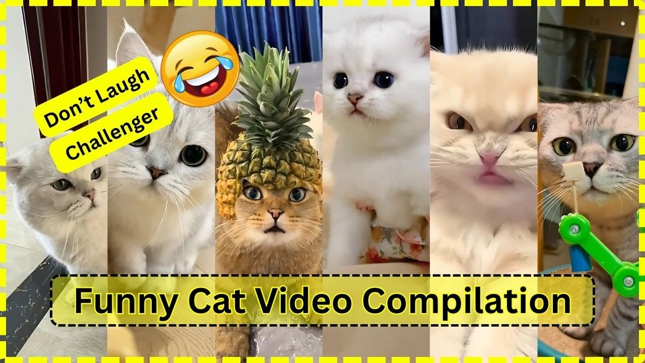 Funny Cat Video Compilation / Cat Videos / Funny Cats / Cutecat Videos ...