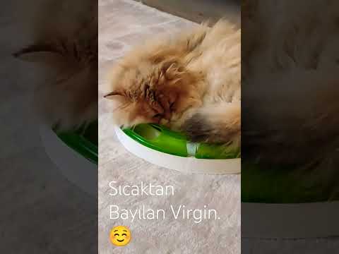 En Komik Kedi Videoları - Virgin Sıcaktan Bayıldı Saatlerdir Uyuyor. Funny Cats