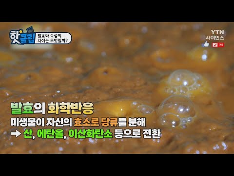 [핫클립] 발효와 숙성의 차이는 무엇일까? / YTN 사이언스
