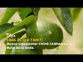 Lima Ácida Tahití Busca Conquistar China | Adhesión a Ruta de la Seda -TvAgro por Juan Gonzalo Angel
