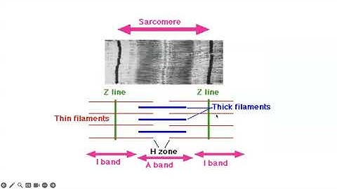 FA25 BIOL Review Session - BIOL105 Final