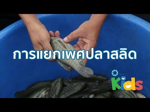 วีดีโอ: วิธีการกำหนดเพศของปลาสลิด