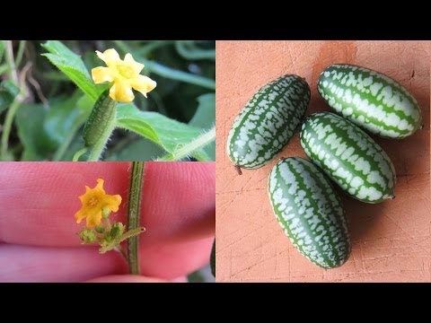 Video: Cucamelon Plant Info - Mẹo Trồng Dưa chuột Gherkin chua Mexico