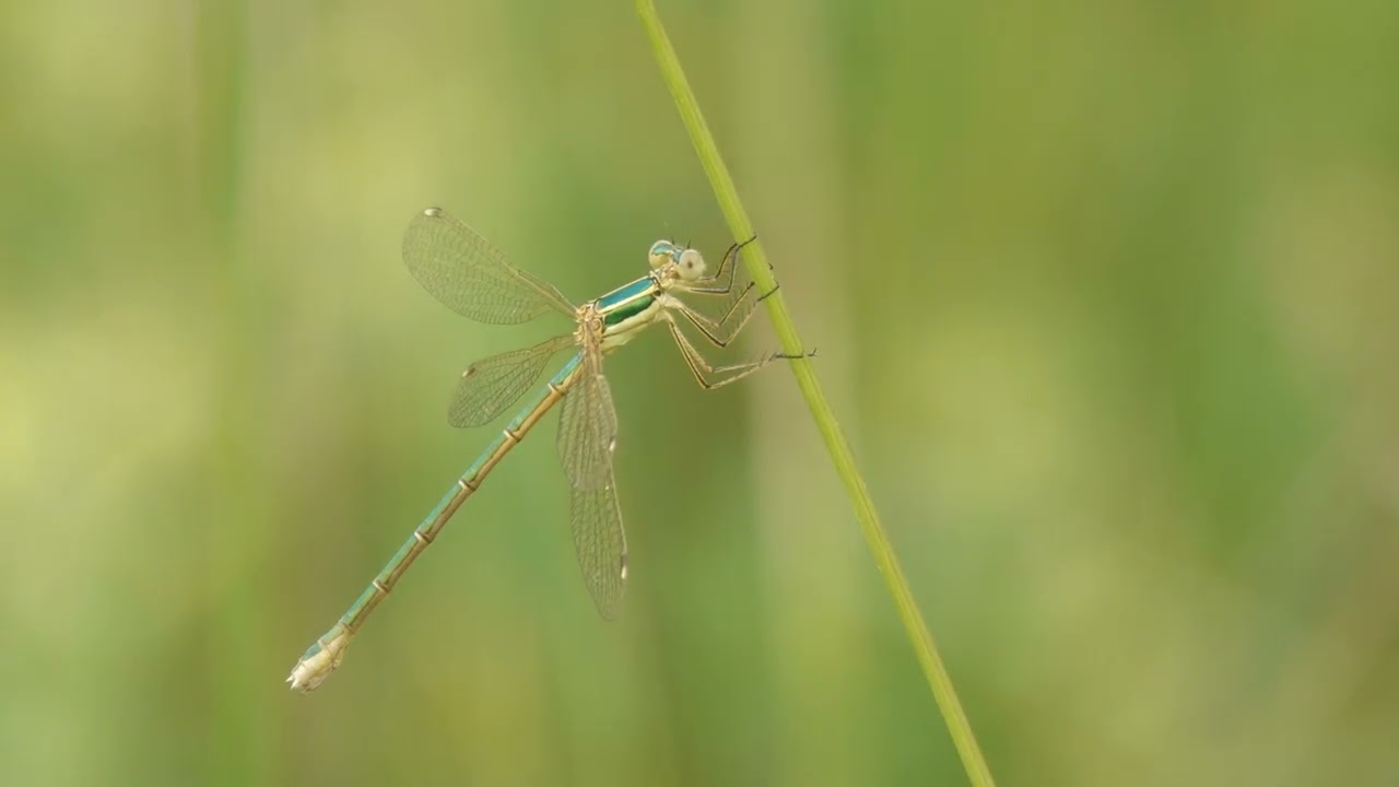 Southern Emerald Damselfly (Lestes barbarus) nr Perranporth. Cornwall.