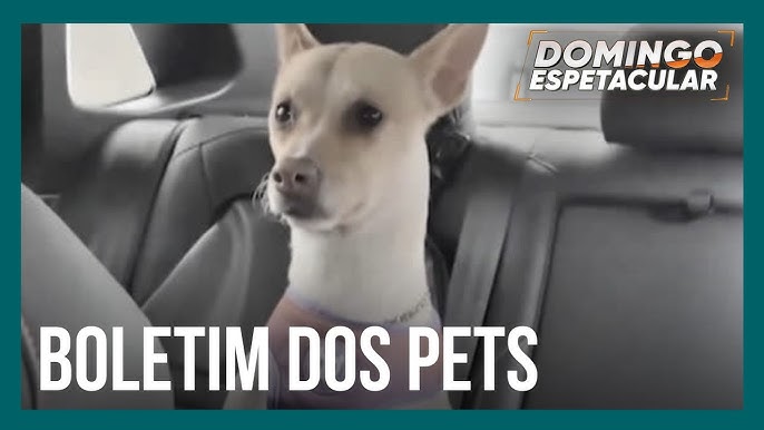 Tosador gera polêmica ao pintar cães para transformar visual dos animais -  RecordTV - R7 Balanço Geral